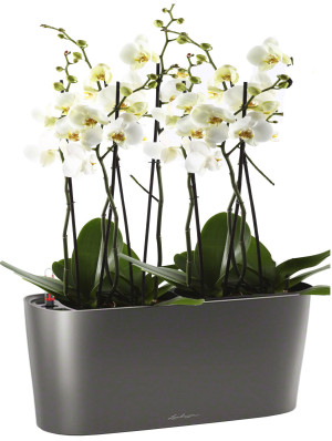 Potted Blooming Phalaenopsis Orchid House Plant in LECHUZA DELTA Charcoal Metallic Self-watering Planter, Total Height 60 cm
