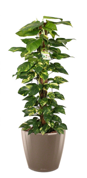 Potted Epipremnum aureum Golden Pothos House Plant in LECHUZA CLASSICO LS Shiny Taupe Self-watering Planter, Total Height 160 cm