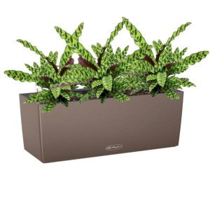 Potted Calathea Lancifolia House Plant in LECHUZA BALCONERA Color Nutmeg Self-watering Planter, Total Height 60 cm