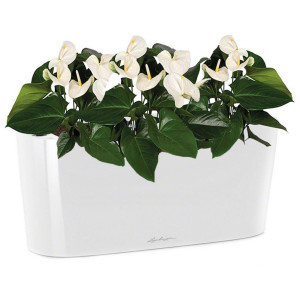 Potted Blooming Anthurium Andraeanum White House Plant in LECHUZA DELTA White High Gloss Self-watering Planter, Total Height 45 cm
