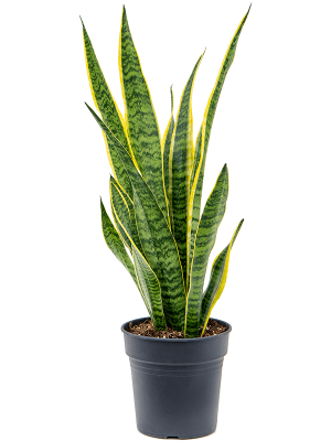 Elegant Snake Plant Sansevieria trifasciata \'Laurentii\' Indoor House Plants W25 H(60-70) cm, Potsize D19 cm