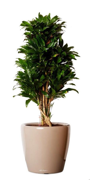 Potted Dracaena Fragrans Compacta House Plant in LECHUZA CLASSICO LS Shiny Taupe Self-watering Planter, Total Height 105 cm