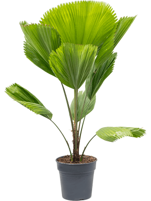 Lush Ruffled Fan Palm Licuala grandis Tall Indoor House Plants Trees W80 H(100-120) cm, Potsize D24 cm