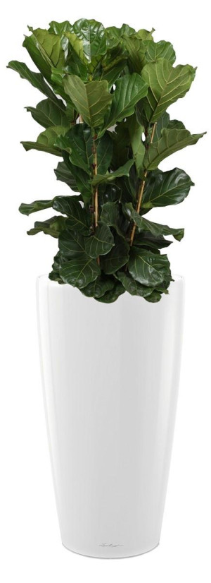Potted Ficus Lyrata House Plant in LECHUZA RONDO White High Gloss Self-watering Planter, Total Height 160 cm
