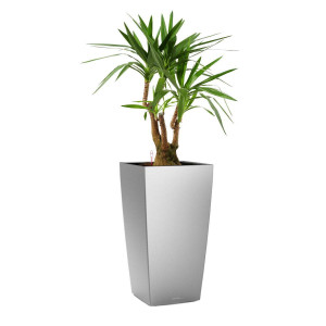 Potted Yucca House Plant in LECHUZA CUBICO Silver Metallic Self-watering Planter, Total Height 110 cm