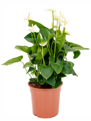Shade-loving Flamingo Flower Anthurium andraeanum \'Sumi\' Indoor House Plants W50 H(64-75) cm, Potsize D27 cm