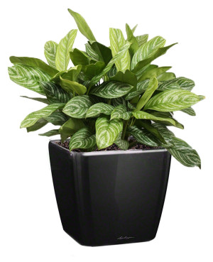 Potted Aglaonema Stripes House Plant in LECHUZA QUADRO LS Black High Gloss Self-watering Planter, Total Height 60 cm
