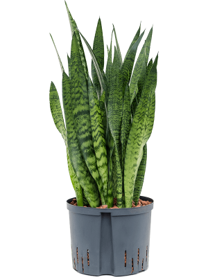 Sansevieria zeylanica Snake Plant W25 H(60-70) cm Live Plant, Potsize D25 cm