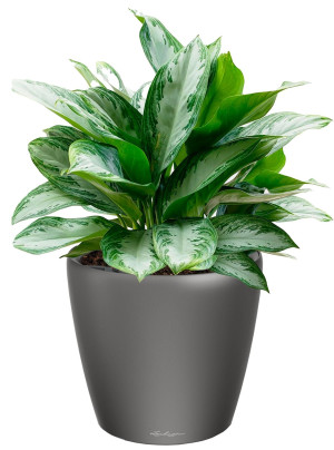 Potted Aglaonema Silver Bay House Plant in LECHUZA CLASSICO LS Charcoal Metallic Self-watering Planter, Total Height 90 cm