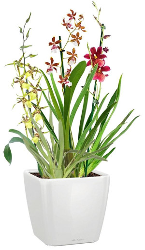 Potted Blooming Orchids House Plant in LECHUZA QUADRO LS White High Gloss Self-watering Planter, Total Height 70 cm