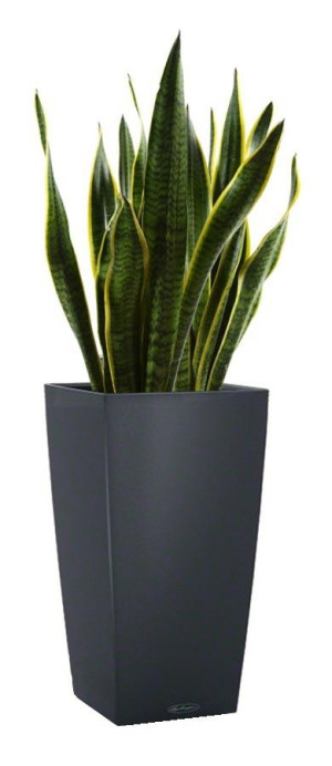 Potted Sansevieria Laurentii House Plant in LECHUZA CUBICO Color Slate Self-watering Planter, Total Height 80 cm