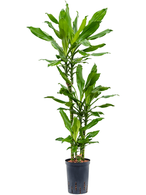 Dracaena fragrans \'Burundii\' Corn Plant W35 H(100-120) cm Live Plant, Potsize D15 cm