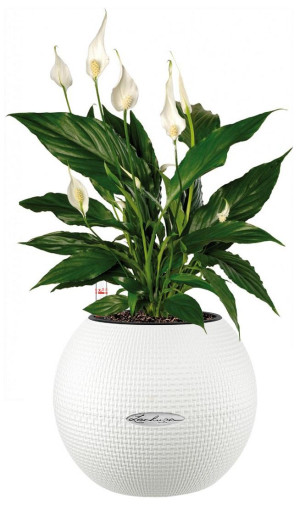 Potted Blooming Spathiphyllum House Plant in LECHUZA-PURO White Self-watering Planter, Total Height 45 cm