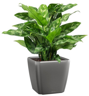 Potted Aglaonema Maria House Plant in LECHUZA QUADRO LS Charcoal Metallic Self-watering Planter, Total Height 60 cm