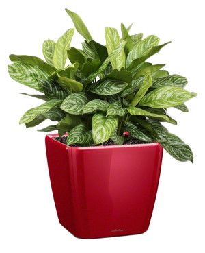 Potted Aglaonema Stripes House Plant in LECHUZA QUADRO LS Scarlet Red High Gloss Self-watering Planter, Total Height 60 cm