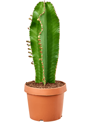 Fancy Cowboy Cactus Euphorbia ingens \'Curly\' Indoor House Plants W25 H(60-70) cm, Potsize D24 cm