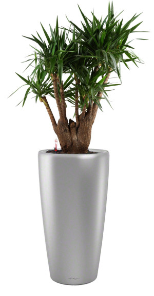 Potted Yucca House Plant in LECHUZA RONDO Silver Metallic Self-watering Planter, Total Height 180 cm