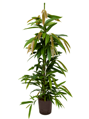 Lush Narrow-leaf Fig Ficus binnendijkii \'Amstel King\' Fig Tree Tall Indoor House Plants Trees W35 H120 cm