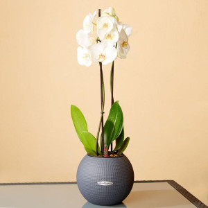 Potted Blooming Phalaenopsis Orchid House Plant in LECHUZA-PURO Slate Self-watering Planter, Total Height 60 cm