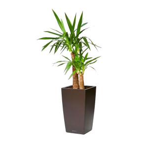 Potted Yucca House Plant in LECHUZA CUBICO Espresso Metallic Self-watering Planter, Total Height 110 cm