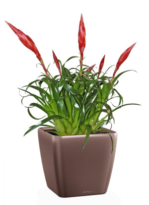 Potted Blooming Scarlet Vriesea House Plant in LECHUZA QUADRO LS Espresso Metallic Self-watering Planter, Total Height 50 cm