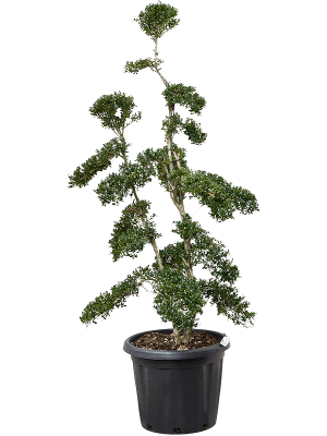 Ilex crenata (110-140) W100 H(100-130) cm, Potsize D40 cm