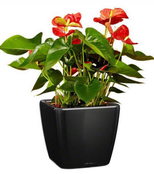 Potted Blooming Anthurium Andraeanum Scarlet House Plant in LECHUZA QUADRO LS Black High Gloss Self-watering Planter, Total Height 50 cm