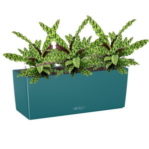 Potted Calathea Lancifolia House Plant in LECHUZA BALCONERA Color Petrol Blue Self-watering Planter, Total Height 60 cm