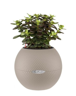 Potted Crassula Ovata Minor Money House Plant in LECHUZA-PURO Sand Brown Self-watering Planter, Total Height 30 cm