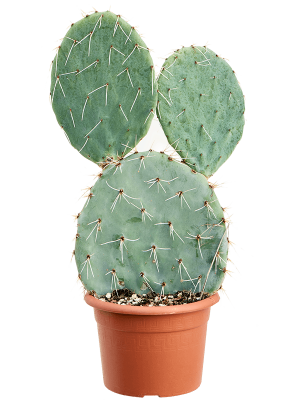 Opuntia maxima W35 H(60-70) cm, Potsize D25 cm