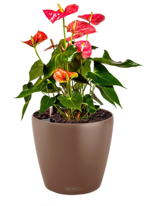 Potted Blooming Anthurium Andraeanum House Plant in LECHUZA CLASSICO Color Nutmeg Self-watering Planter, Total Height 45 cm