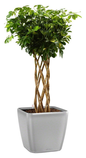 Potted Schefflera Arboricola Gold Capella House Plant in LECHUZA QUADRO LS Silver Metallic Self-watering Planter, Total Height 180 cm