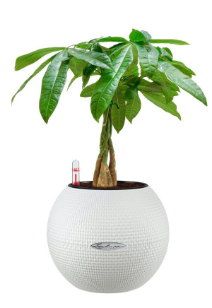 Potted Pachira Aquatica House Plant in LECHUZA-PURO White Self-watering Planter, Total Height 45 cm