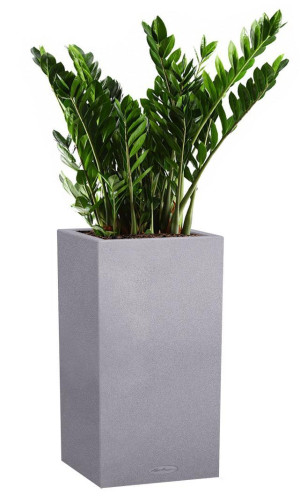 Potted Zamioculcas House Plant in LECHUZA Canto Stone High Stone Grey Self-watering Planter, Total Height 110 cm