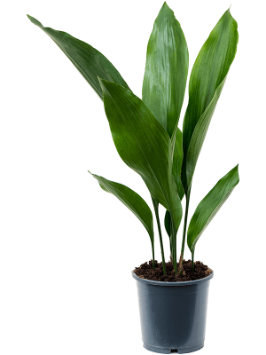 Shade-loving Cast Iron Plant Aspidistra elatior Indoor House Plants W30 H(40-50) cm, Potsize D13 cm
