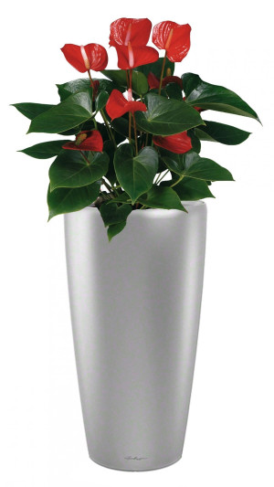 Potted Blooming Anthurium Andraeanum House Plant in LECHUZA RONDO Silver Metallic Self-watering Planter, Total Height 100 cm