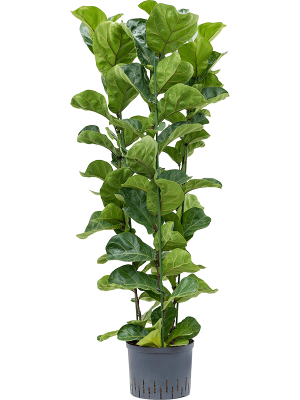 Ficus lyrata \'Bambino\' Fiddle Leaf Fig Tree W40 H(100-120) cm Live Plant, Potsize D25 cm