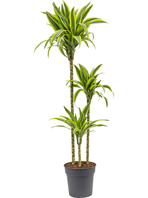 Colorful Corn Plant Dracaena fragrans \'Lemon Lime\' Tall Indoor House Plants Trees W40 H(120-150) cm, Potsize D24 cm