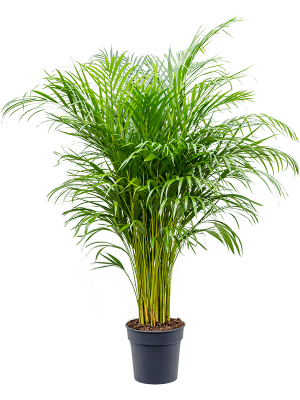 Lush Areca Palm Dypsis (Areca) lutescens Indoor House Plants W65 H(110-140) cm, Potsize D27 cm
