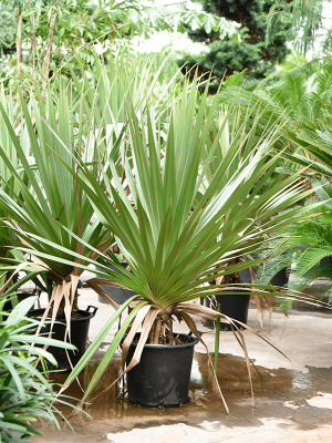 Screw Pine Pandanus utilis W200 H(160-200) cm, Potsize D42 cm