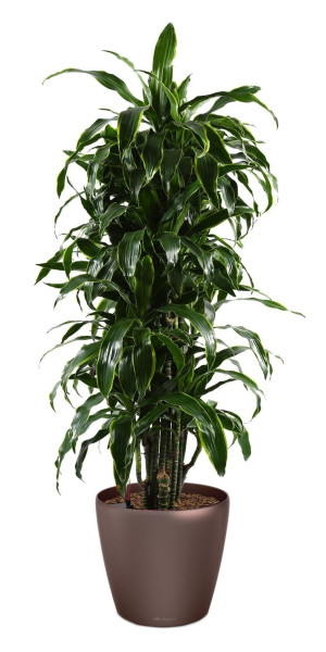 Potted Dracaena Fragrans Arturo House Plant in LECHUZA CLASSICO LS Espresso Metallic Self-watering Planter, Total Height 150 cm