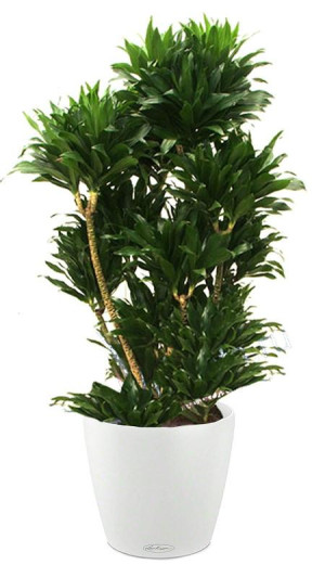 Potted Dracaena Fragrans Compacta House Plant in LECHUZA CLASSICO Color White Self-watering Planter, Total Height 110 cm