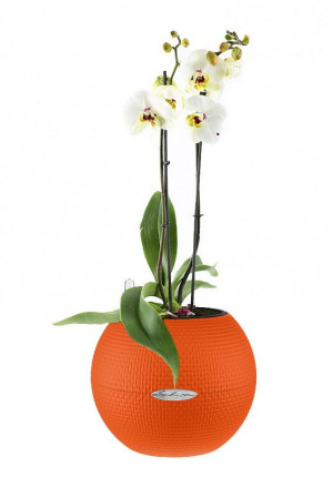 Potted Blooming Phalaenopsis Orchid House Plant in LECHUZA-PURO Blood Orange Self-watering Planter, Total Height 60 cm