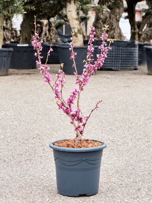Cercis chinensis \'Avondale\' W35 H(80-90) cm, Potsize D32 cm