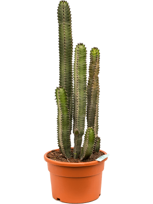 Easy-Care African Milk Tree Euphorbia canariensis Indoor House Plants W30 H(80-90) cm, Potsize D28 cm