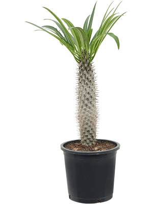 Showy Madagascar palm Pachypodium lamerei Tall Indoor House Plants Trees W65 H(70-80) cm, Potsize D27 cm
