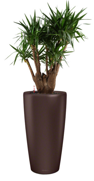 Potted Yucca House Plant in LECHUZA RONDO Espresso Metallic Self-watering Planter, Total Height 180 cm
