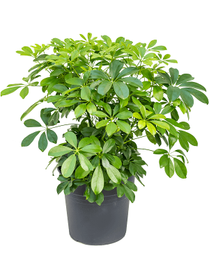 Easy-Care Umbrella Tree Schefflera arboricola \'Compacta\' Tall Indoor House Plants Trees W60 H(70-80) cm, Potsize D27 cm
