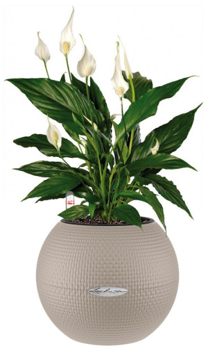 Potted Blooming Spathiphyllum House Plant in LECHUZA-PURO Sand Brown Self-watering Planter, Total Height 45 cm