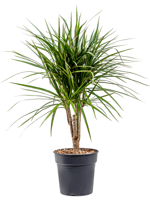 Showy Madagascar Dragon Tree Dracaena marginata Tall Indoor House Plants Trees W30 H(64-75) cm, Potsize D21 cm